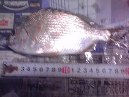 ヘダイ、サバ、アジ